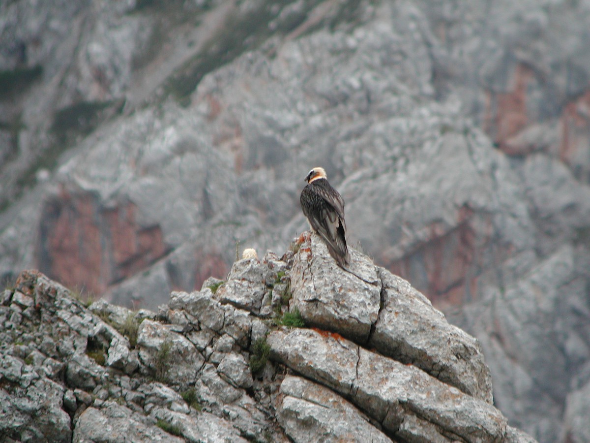 Bearded Vulture - Simon Colenutt