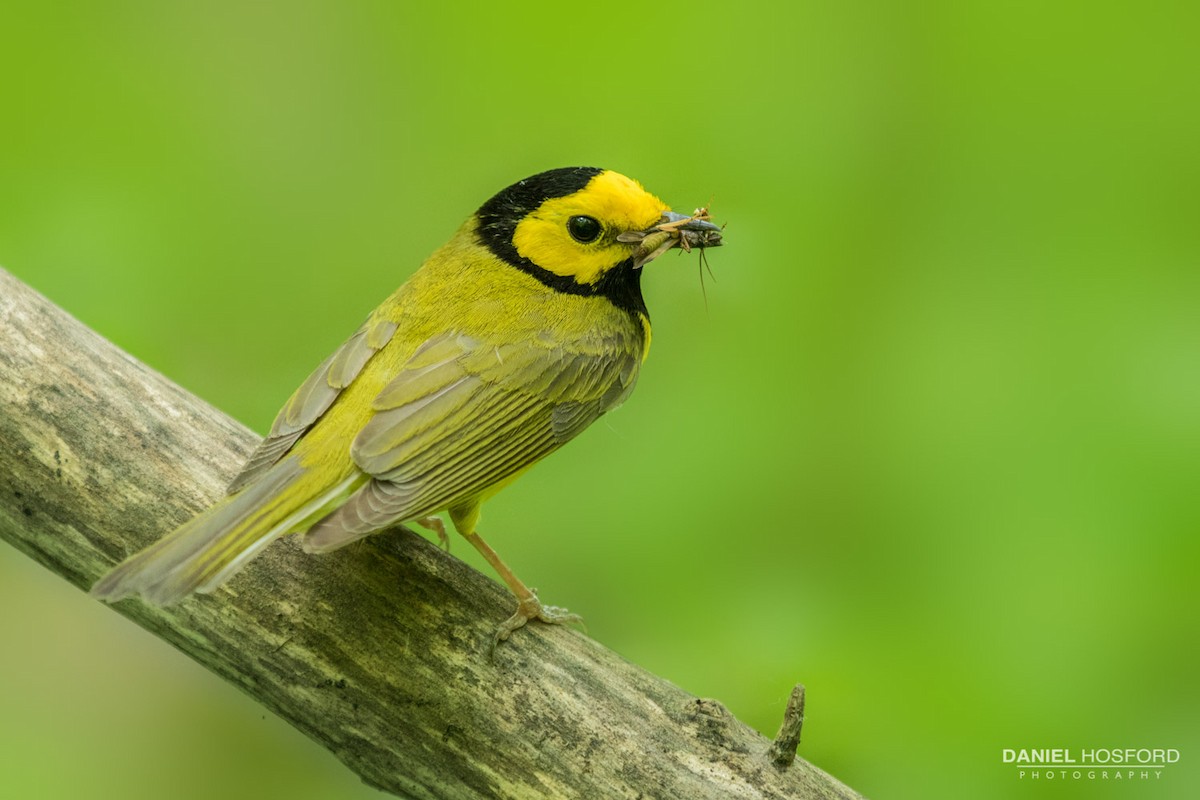 Hooded Warbler - ML30143761