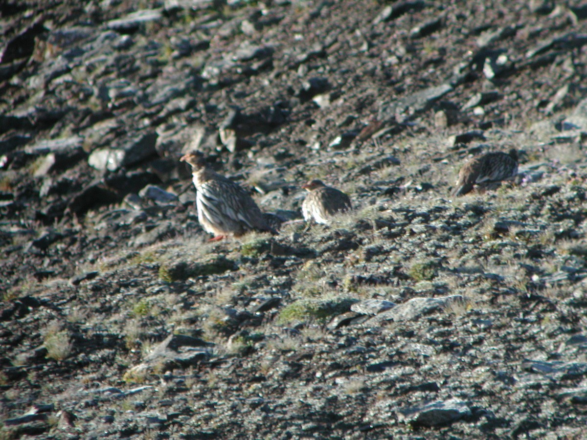 Tibetan Snowcock - ML301438461