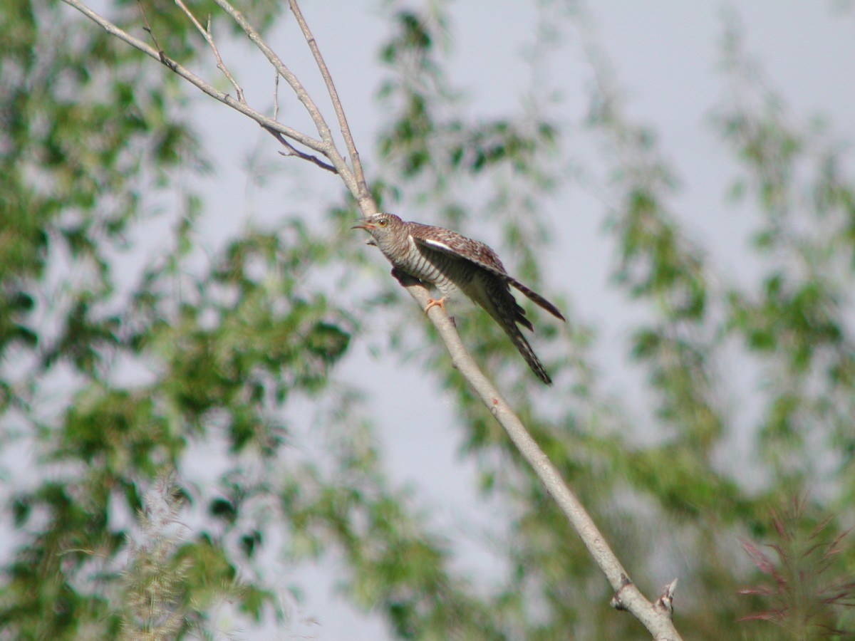 Common Cuckoo - Simon Colenutt