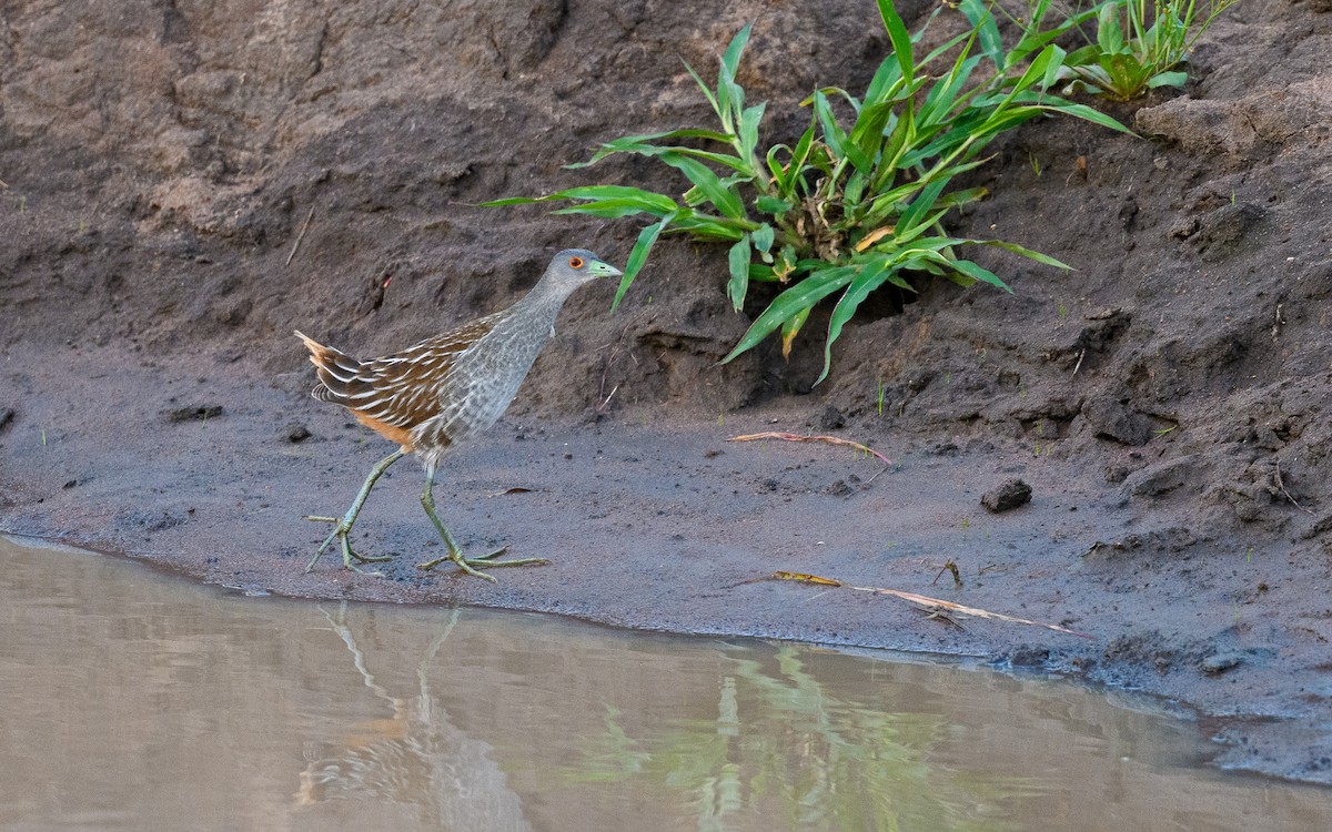 Striped Crake - Dylan Vasapolli - Birding Ecotours