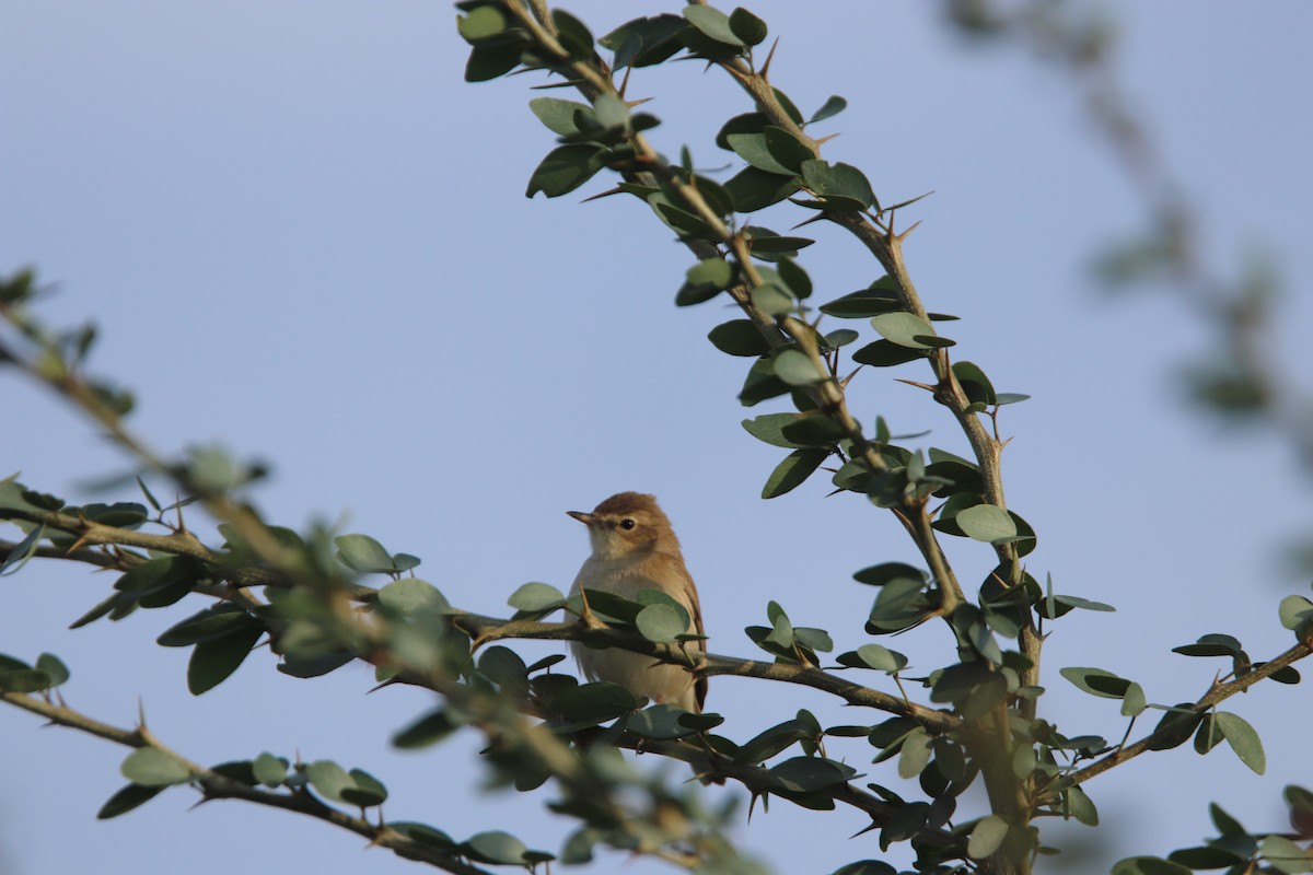 Бутны охил бялзуухай - ML301439361