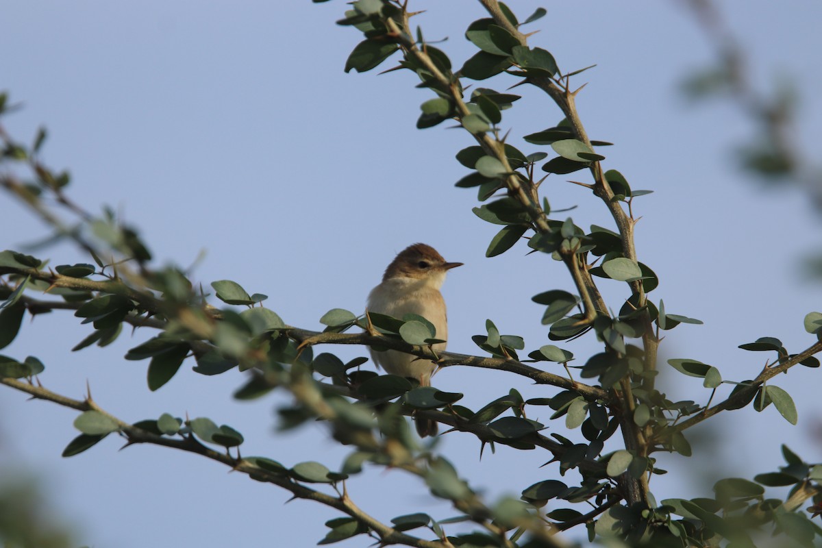 Бутны охил бялзуухай - ML301439371