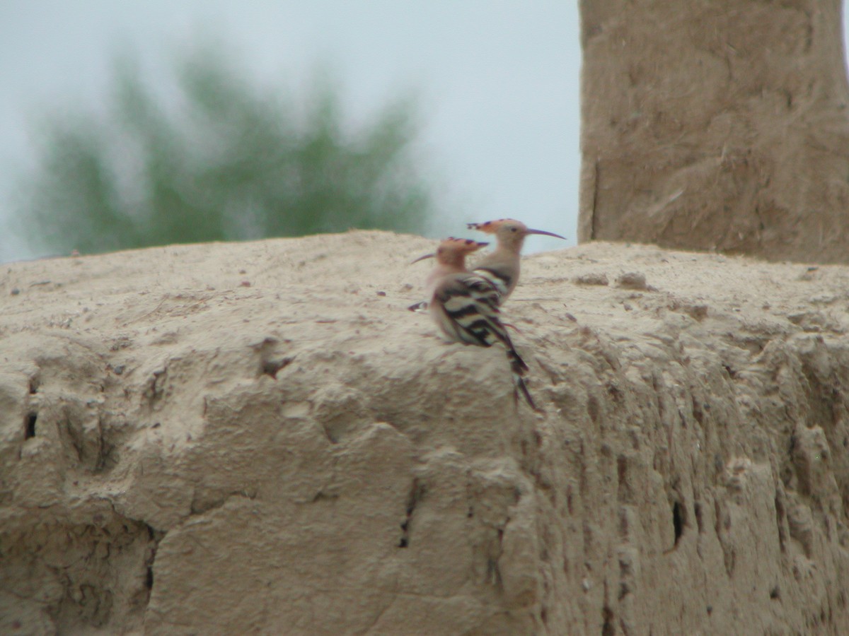 Eurasian Hoopoe (Eurasian) - ML301440351