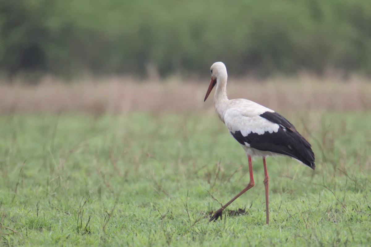 White Stork - ML301441011