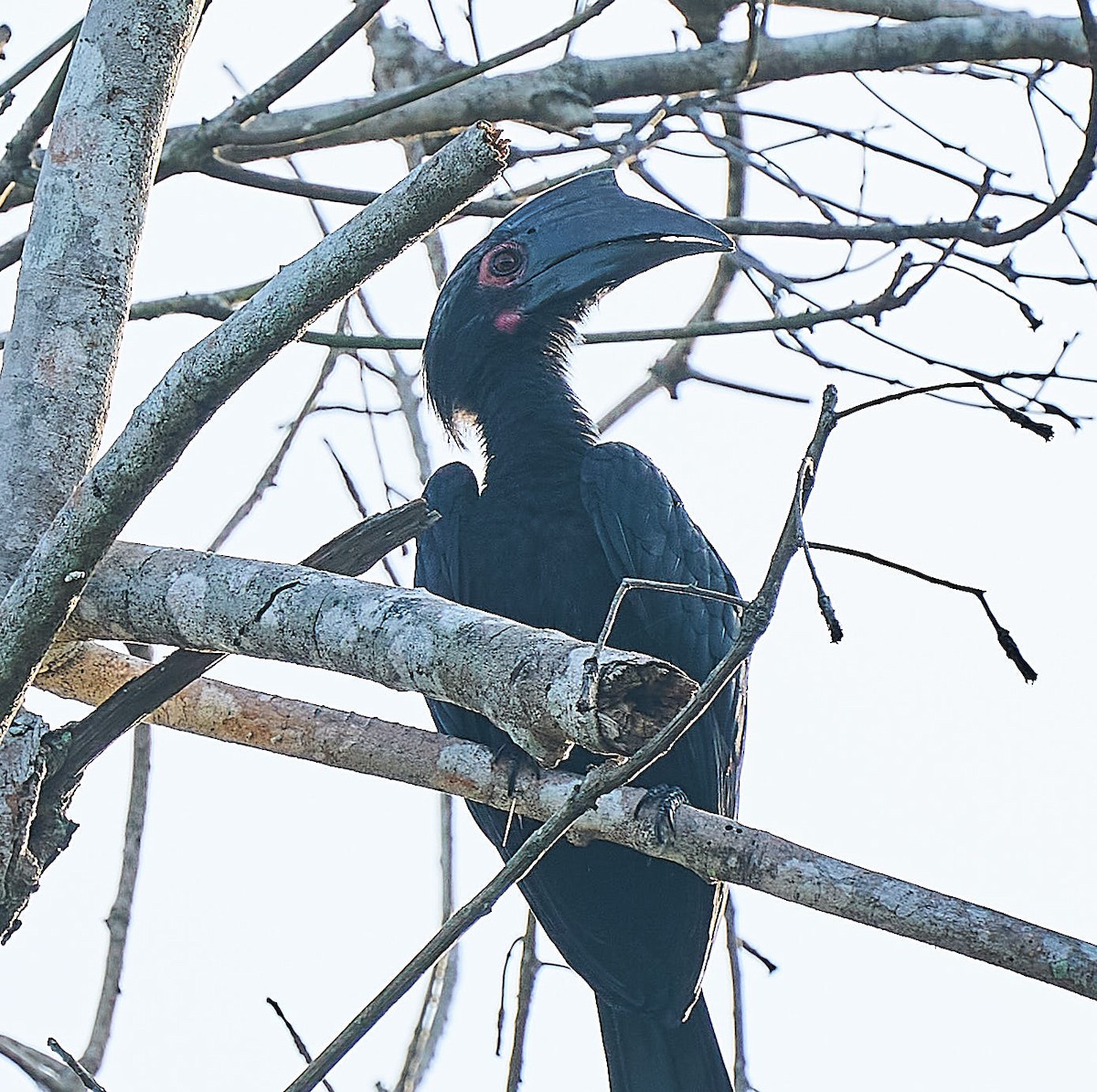 Black Hornbill - Steven Cheong