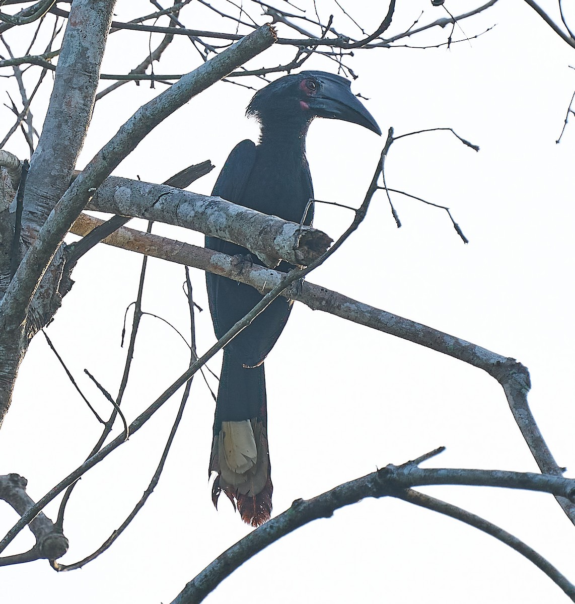 Black Hornbill - ML301441051