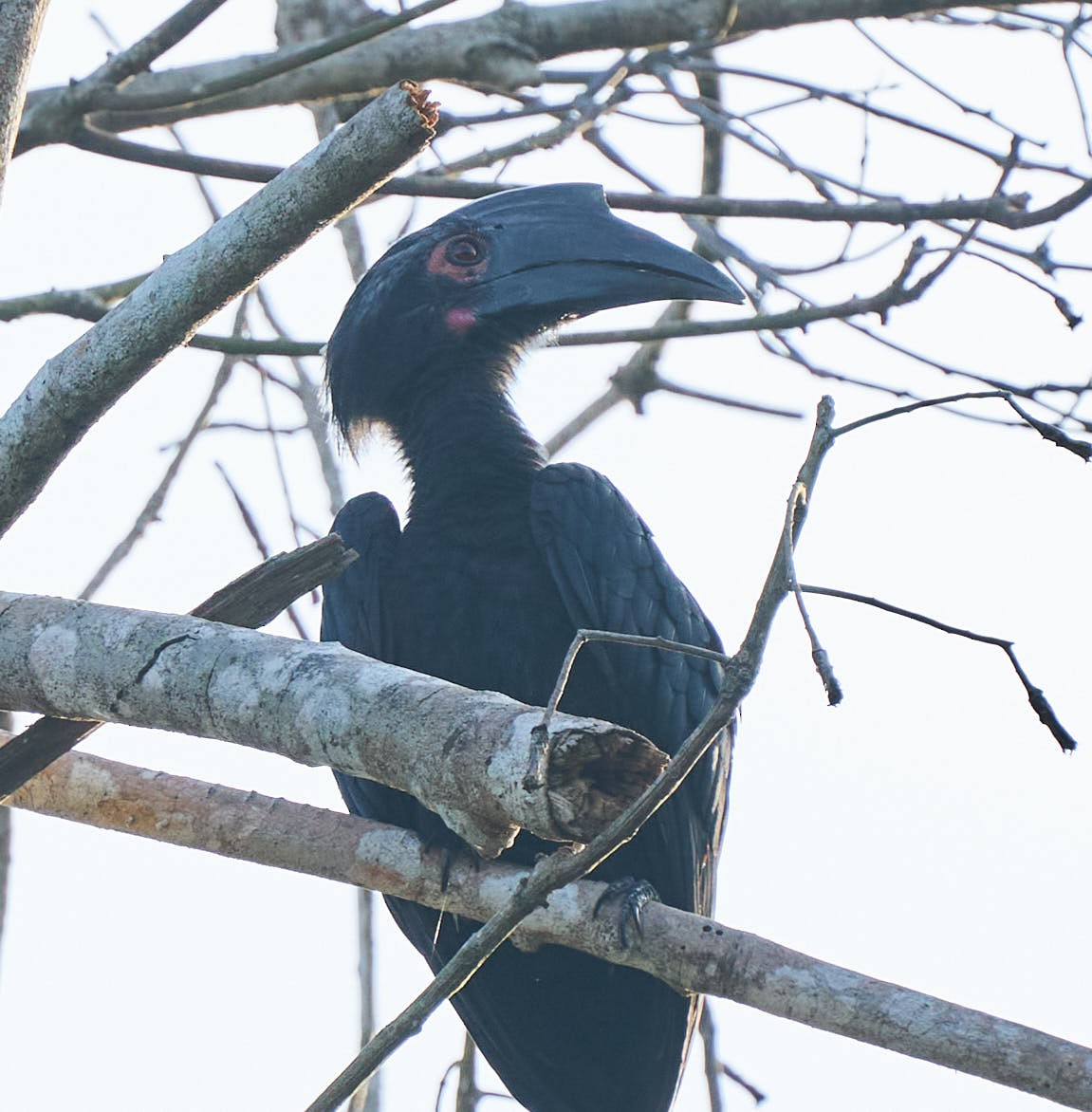 Black Hornbill - ML301441081