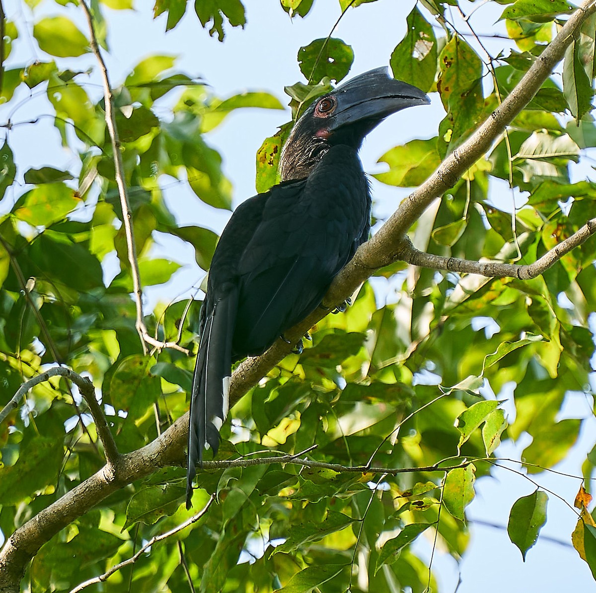 Black Hornbill - ML301441131