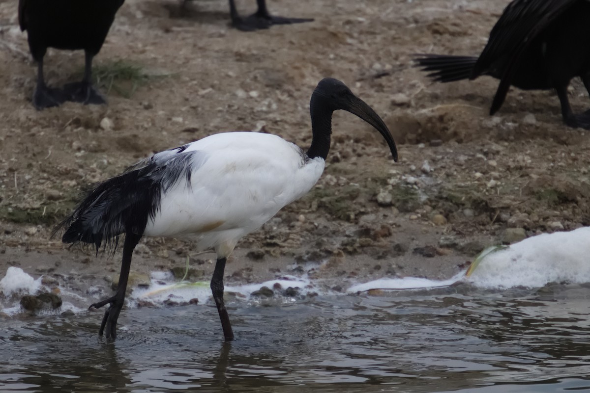 African Sacred Ibis - ML301441241