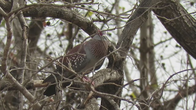 Pigeon roussard - ML301442571