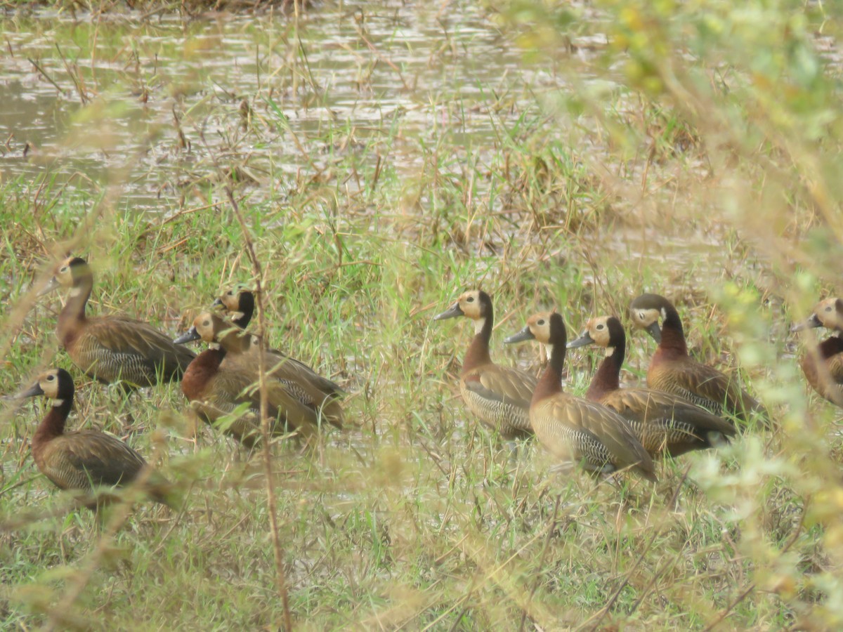 White-faced Whistling-Duck - ML301443201