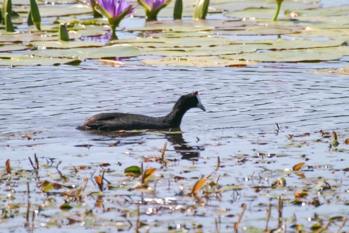 Red-knobbed Coot - ML301443541