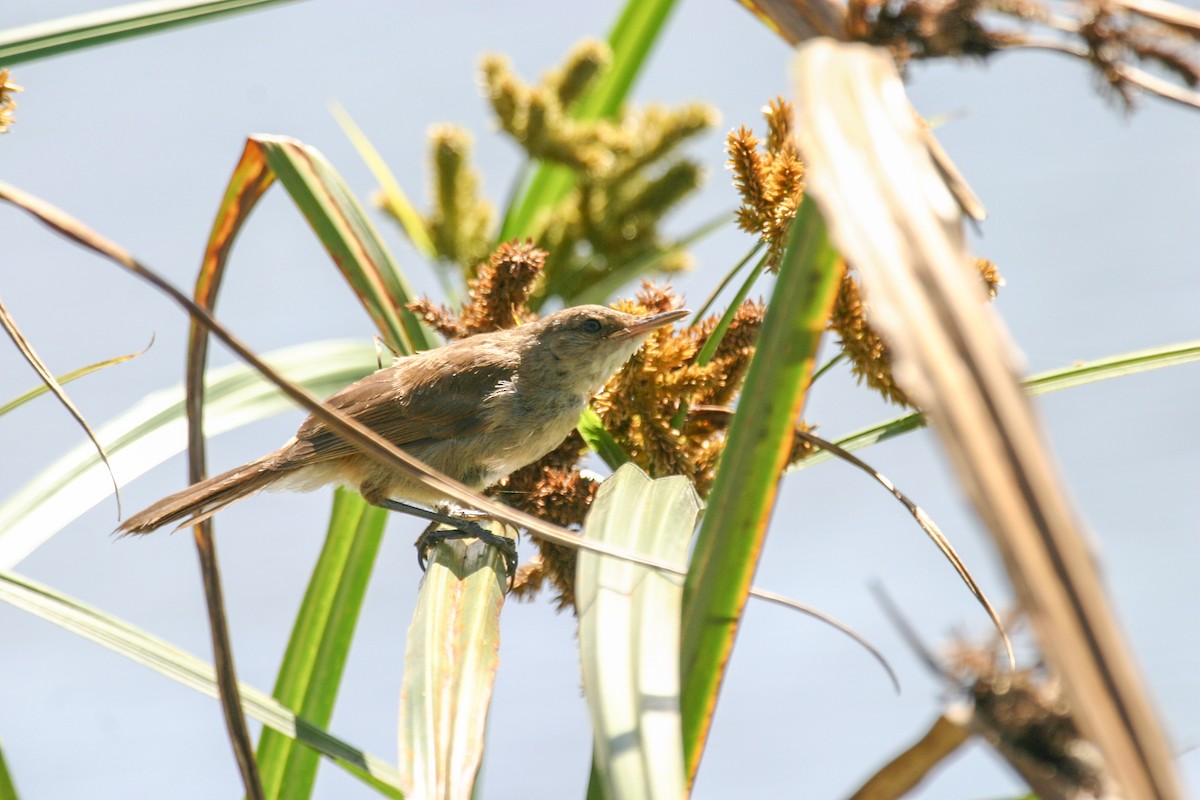 Lesser Swamp Warbler - ML301443601