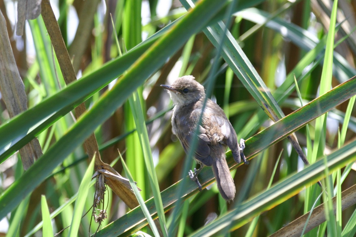 Lesser Swamp Warbler - ML301443641