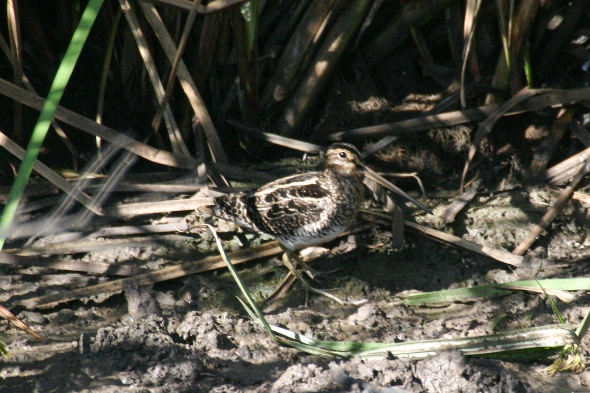 African Snipe - ML301444401