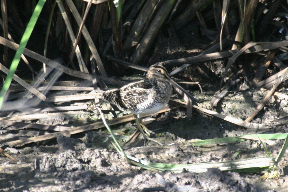 African Snipe - ML301444431