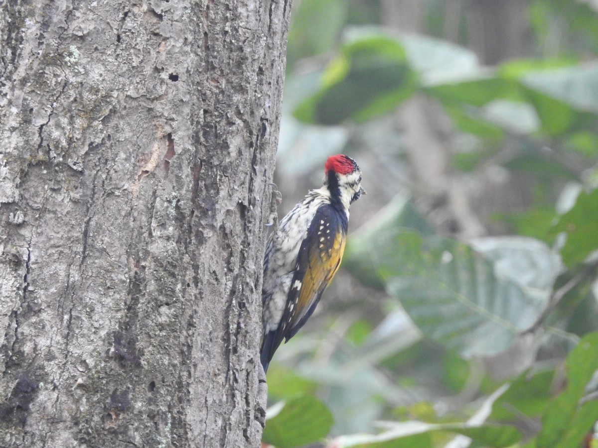 woodpecker sp. - ML301444901