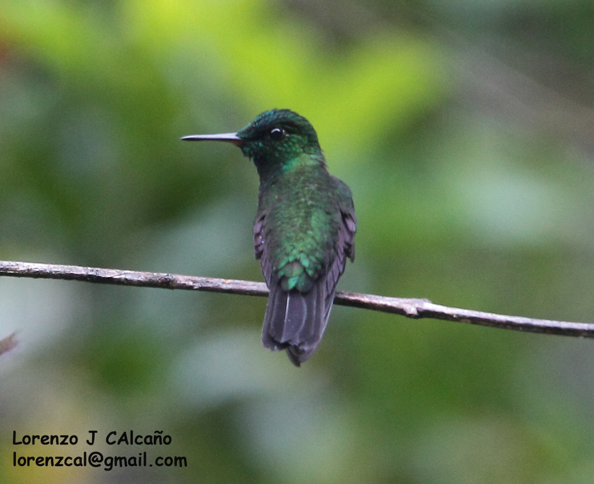 Velvet-browed Brilliant - Lorenzo Calcaño