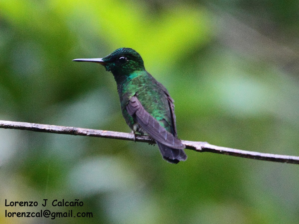 Velvet-browed Brilliant - Lorenzo Calcaño