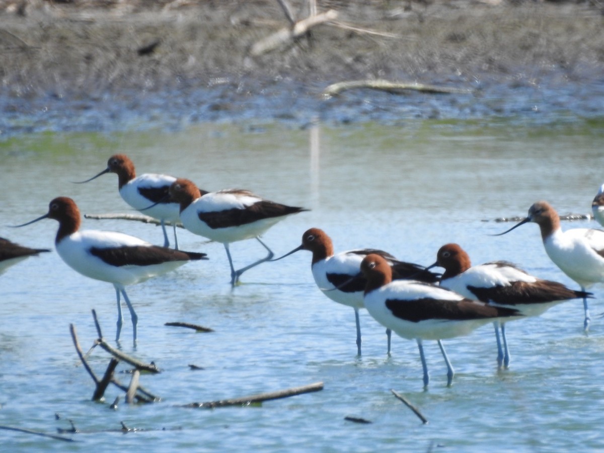 Red-necked Avocet - ML301448421