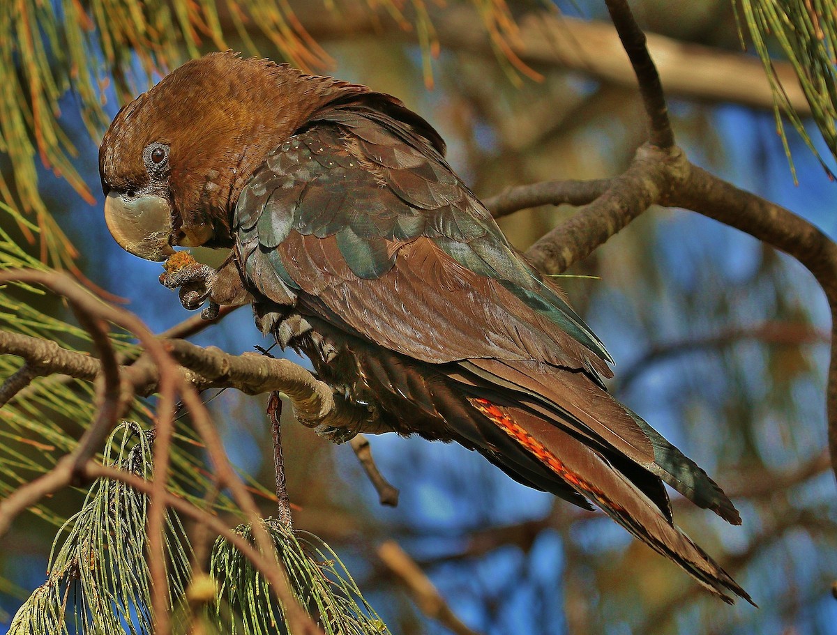 Glossy Black-Cockatoo - ML301449311