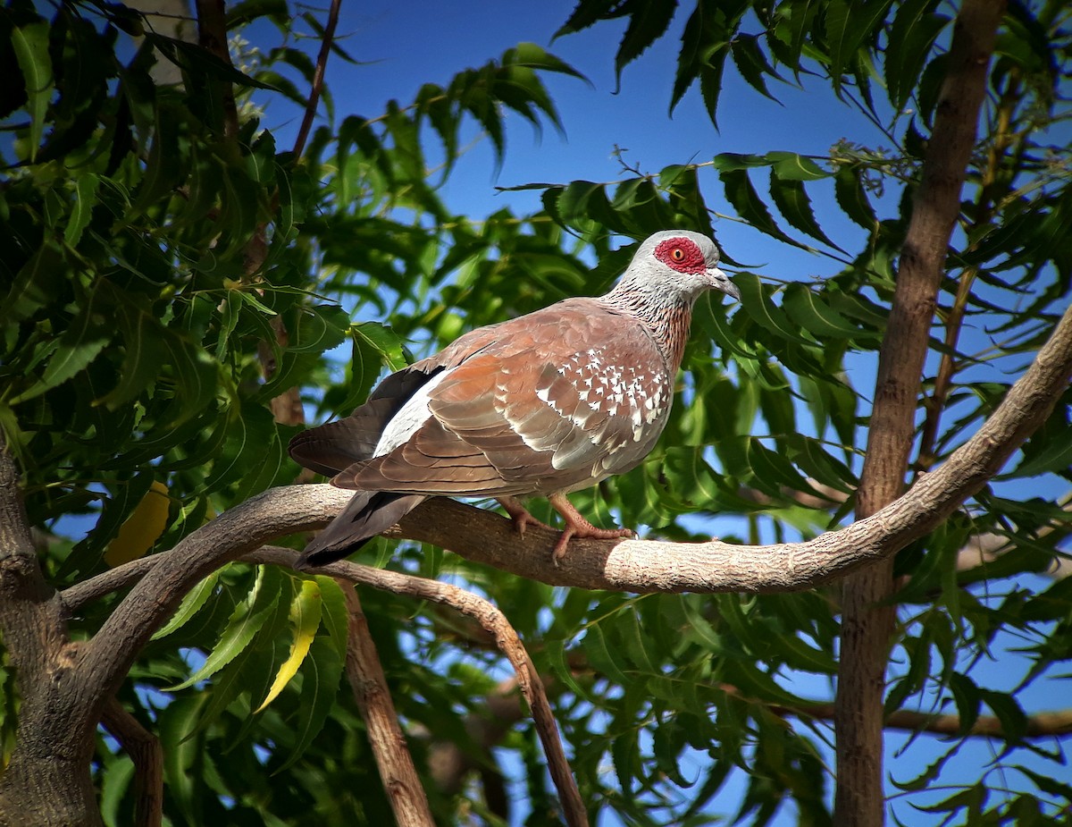 Speckled Pigeon - ML301450111