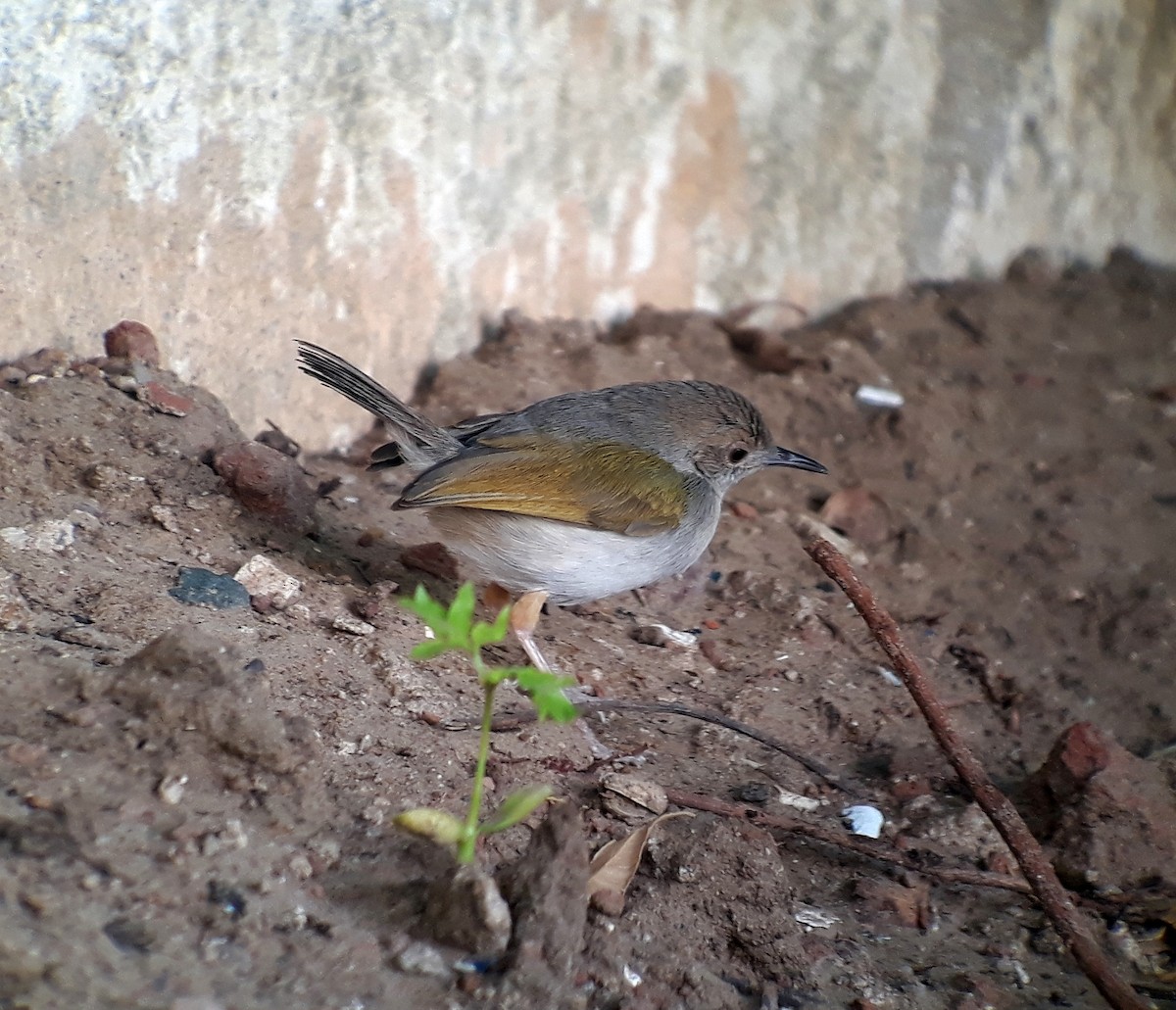 Green-backed Camaroptera - ML301450401