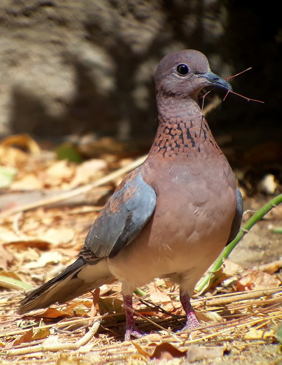 Tórtola Senegalesa - ML301451321