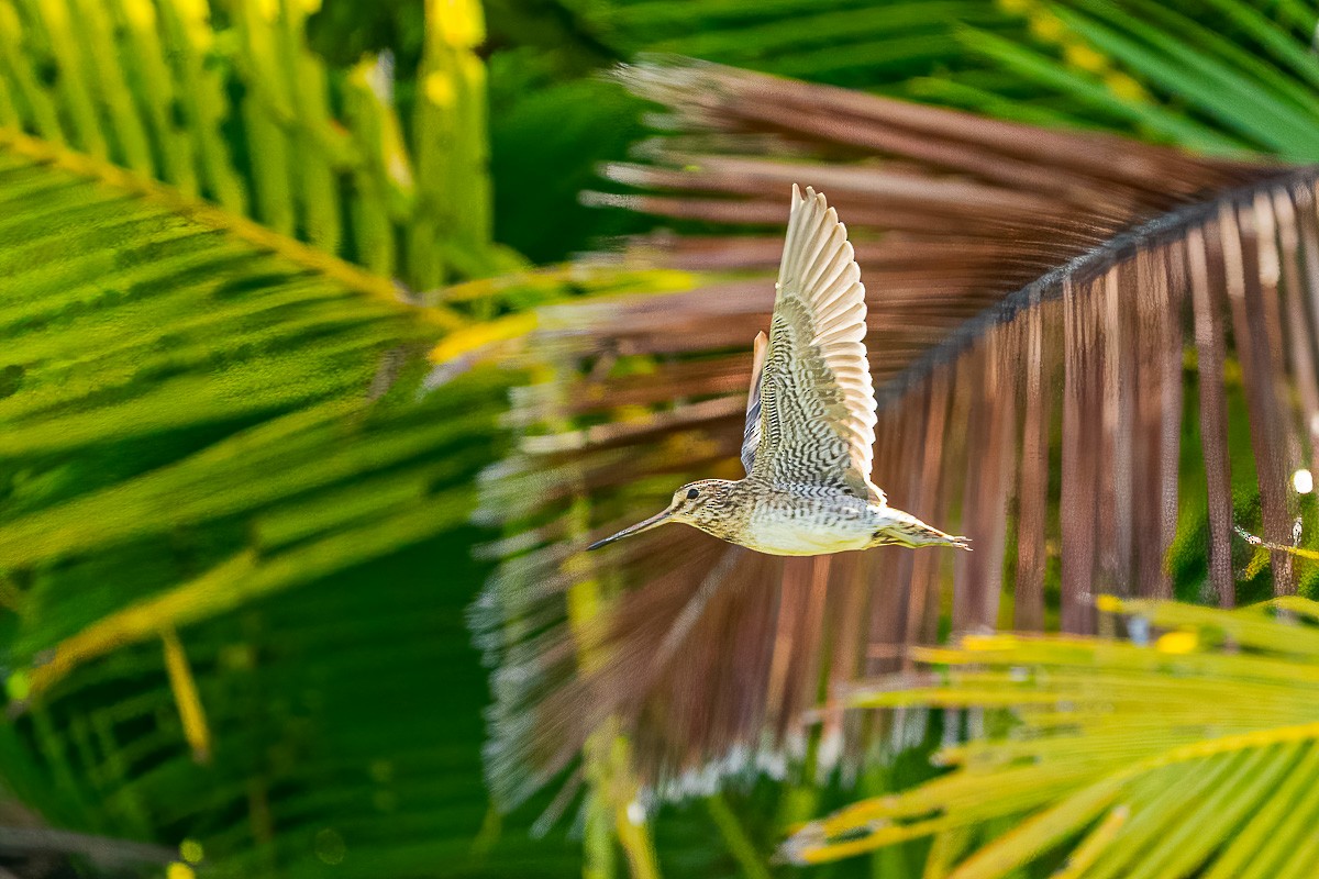 Pin-tailed Snipe - Anonymous