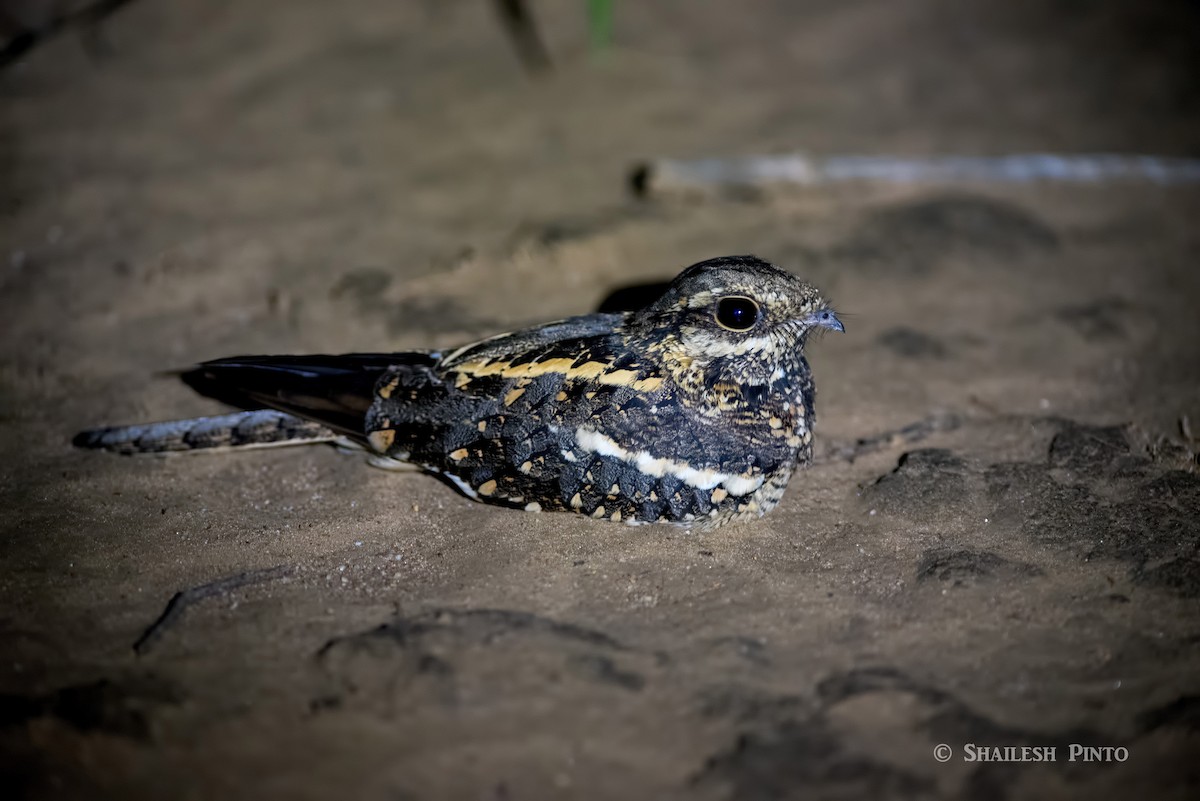Square-tailed Nightjar - Shailesh Pinto