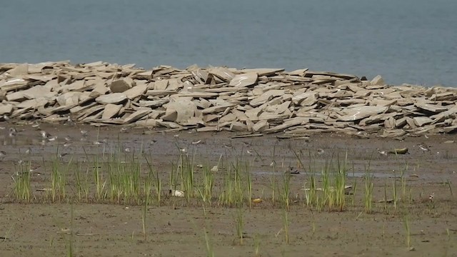 Little Stint - ML301454741