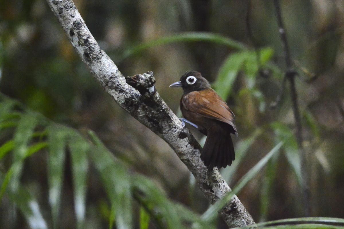 Bare-eyed Antbird - Anderson  Sandro