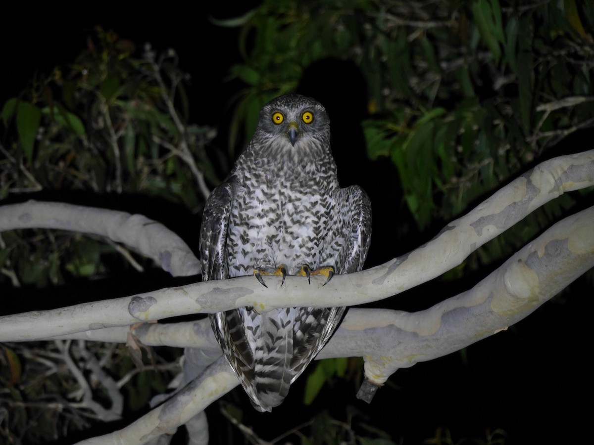 Powerful Owl - ML301455951