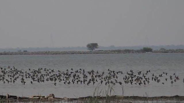 Little Stint - ML301456401