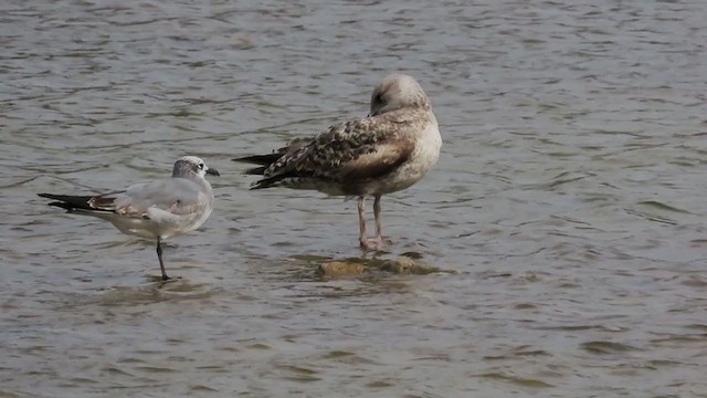 Mouette atricille - ML301456561