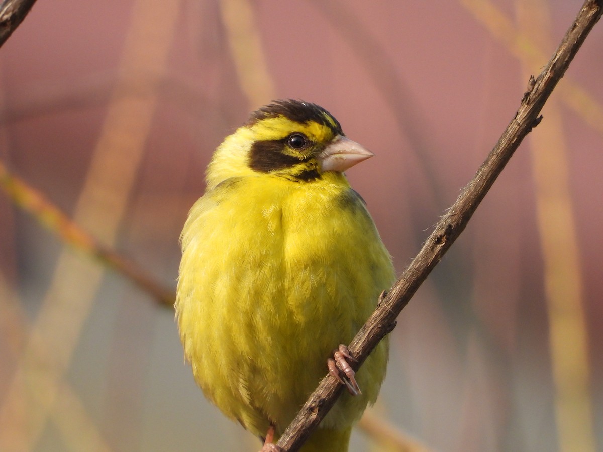 Yellow-breasted Greenfinch - Shuvendu Das