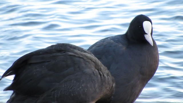 Eurasian Coot - ML301458221