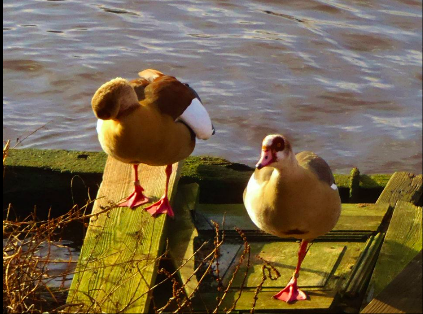 Egyptian Goose - ML301458351