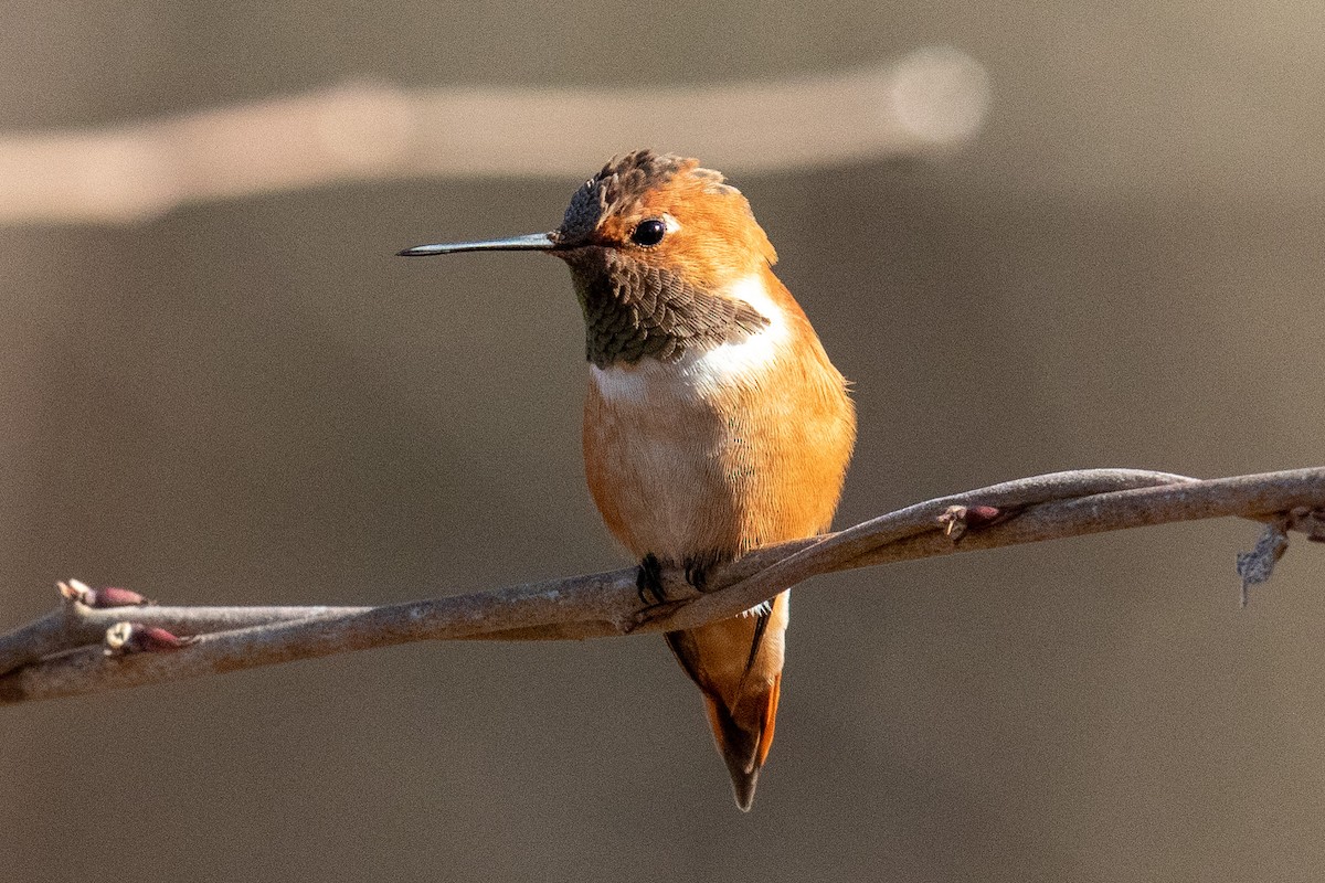 Rufous Hummingbird - ML301459361