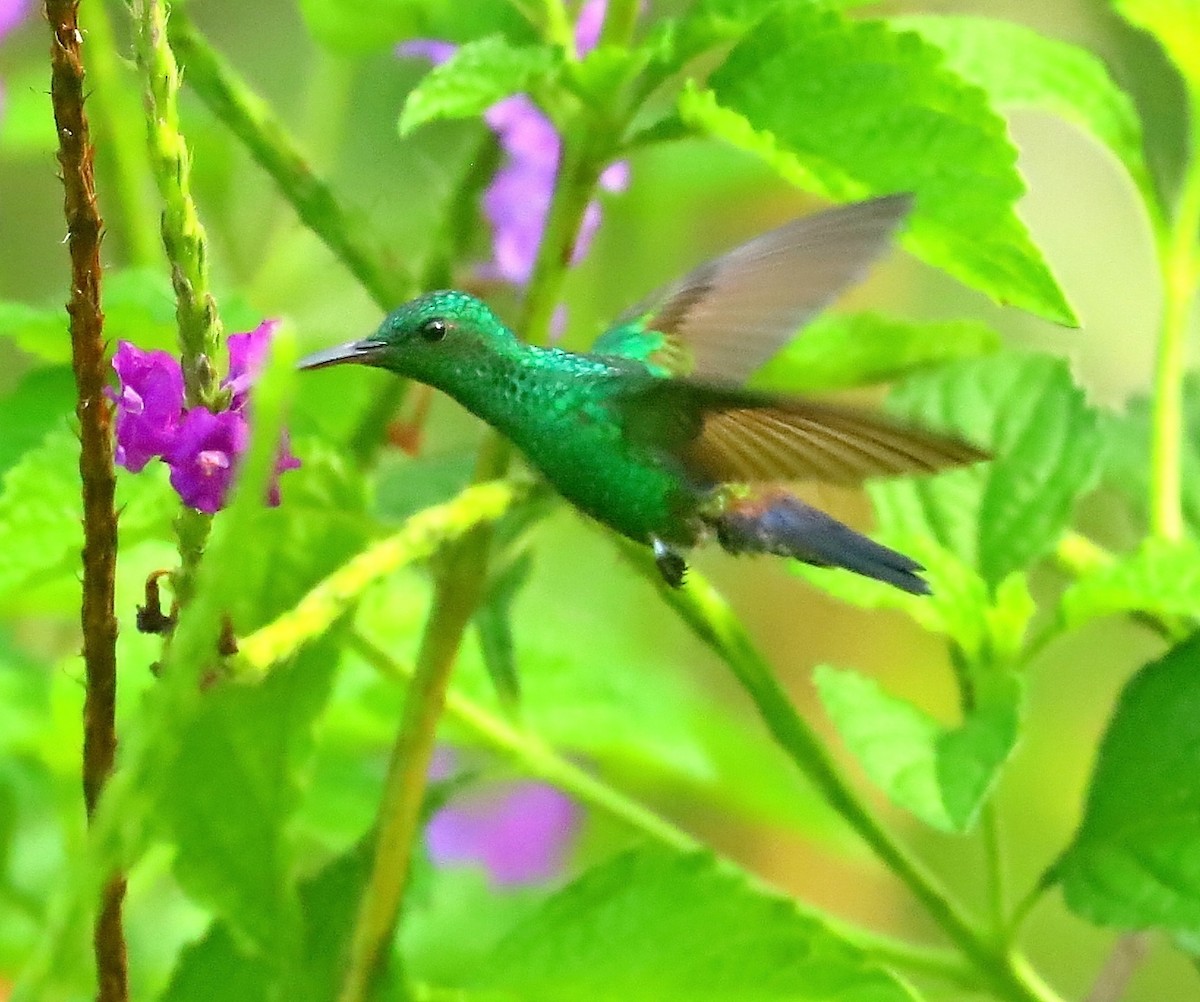 Blue-vented Hummingbird - Maciej  Kotlarski