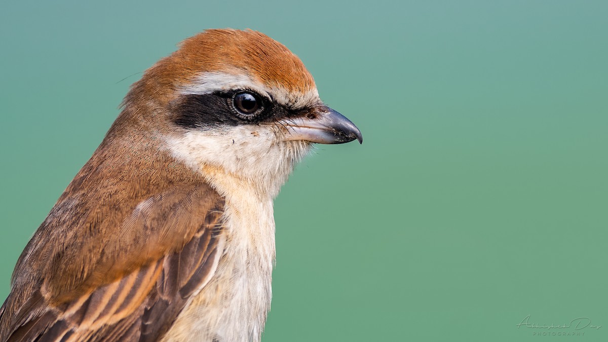 Brown Shrike - Abhishek Das