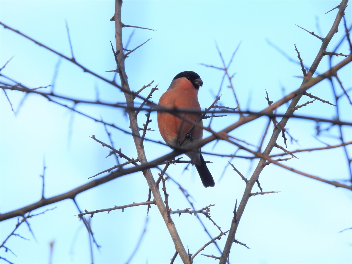 Eurasian Bullfinch - ML301462291