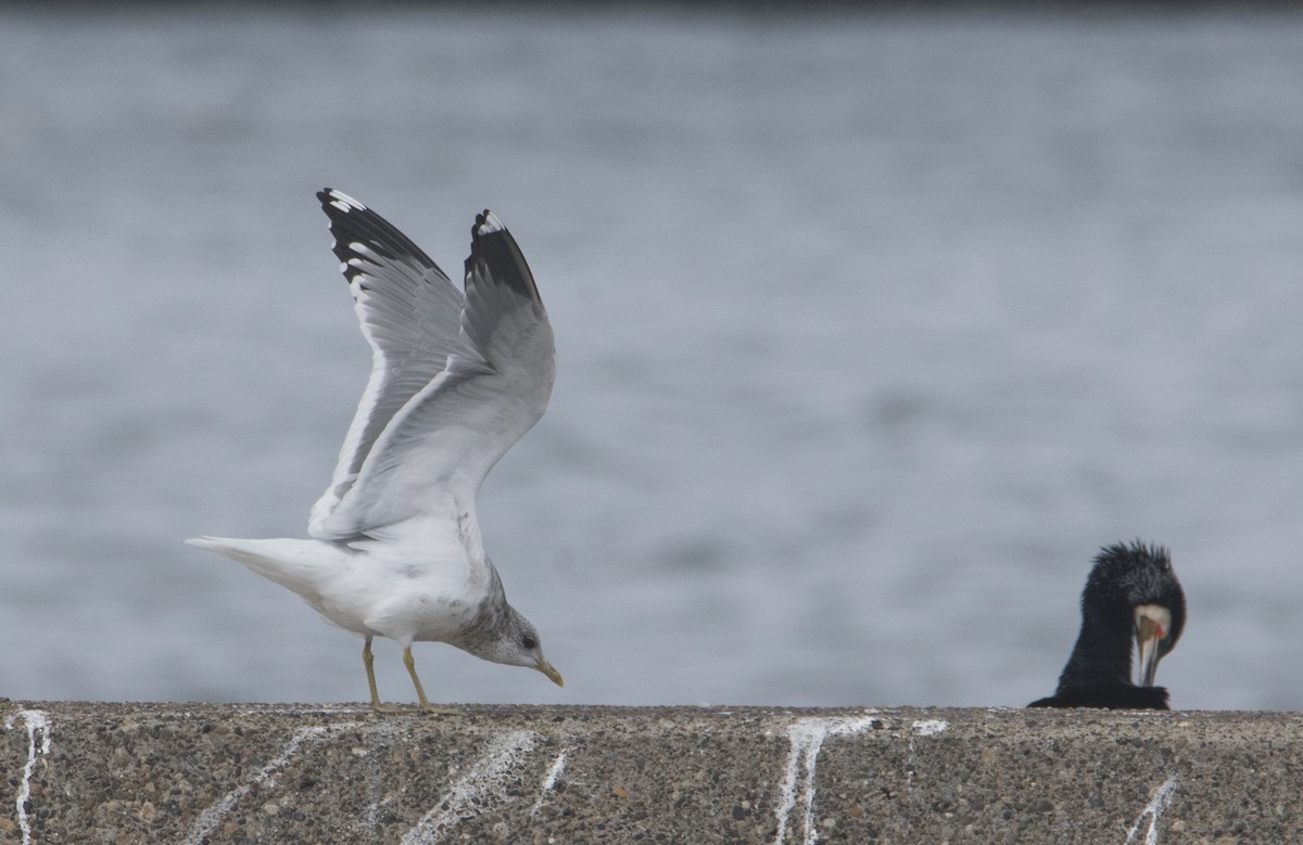 Common Gull - ML301463371