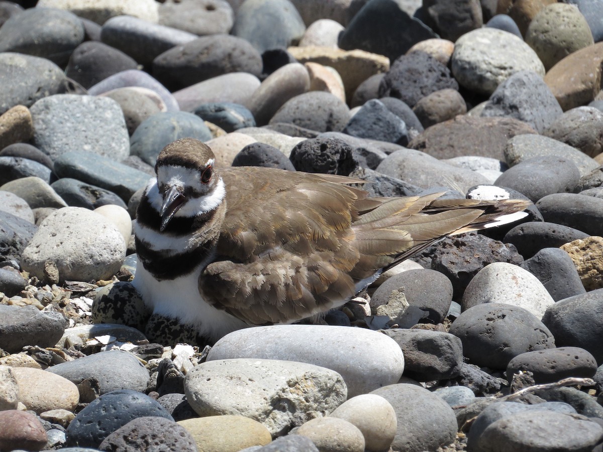 Killdeer - ML30146431