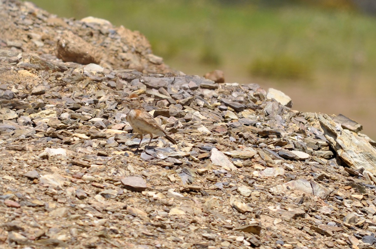 Red-capped Lark - ML301464791