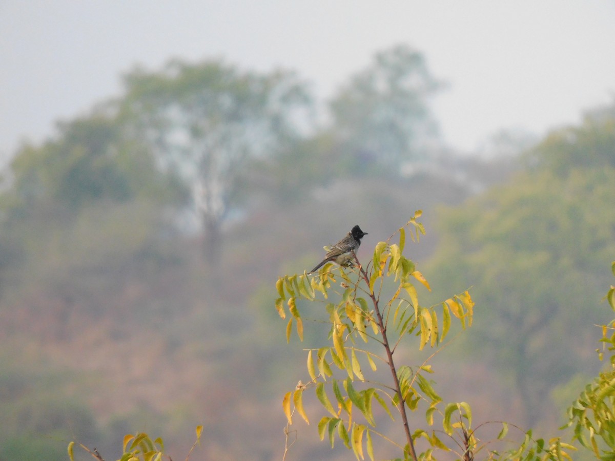 Red-vented Bulbul - ML301464931