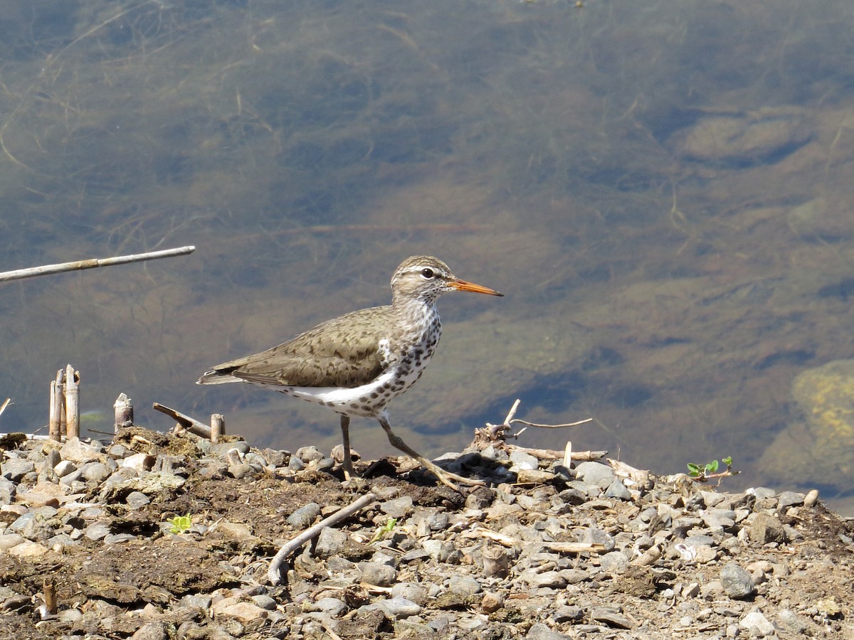 Spotted Sandpiper - ML30146521