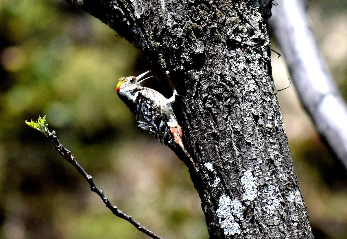 Brown-fronted Woodpecker - Anand Krishnan