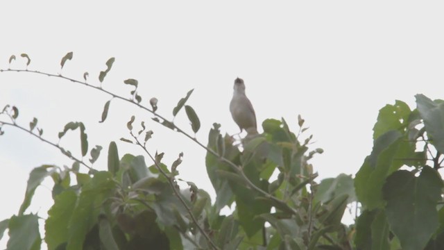 Rattling Cisticola - ML301467861